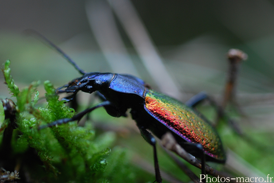 Carabus hispanus